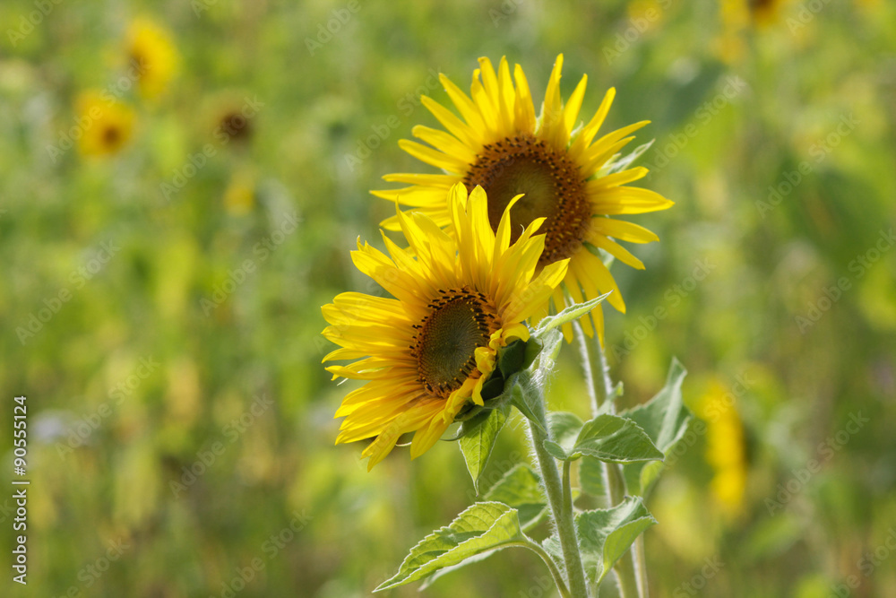 Sunflowers on a green field during blooming and harvest Sunflowers on a green field during blooming and harvest