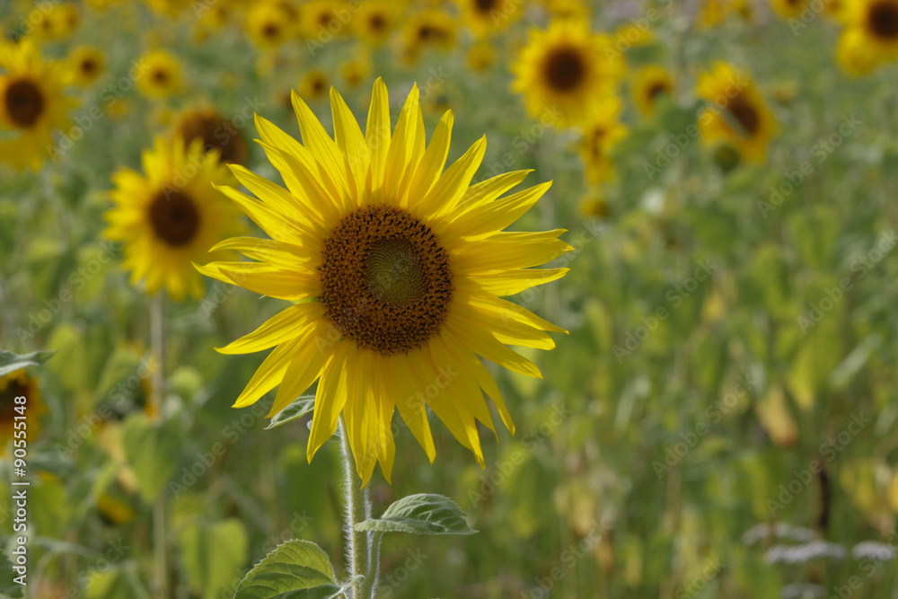 Sunflowers on a green field during blooming and harvest