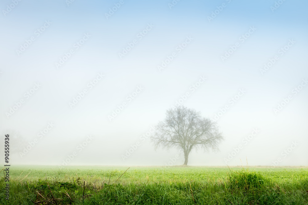 Tree in grassland on foggy morning