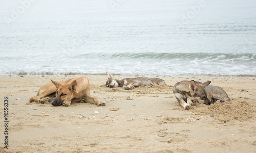 three dog sleep on beach