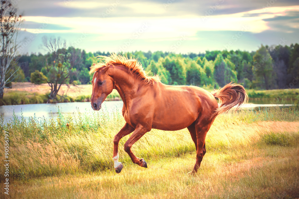 Fototapeta premium horse