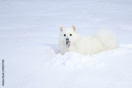 white spitz walking on the snow winter forest