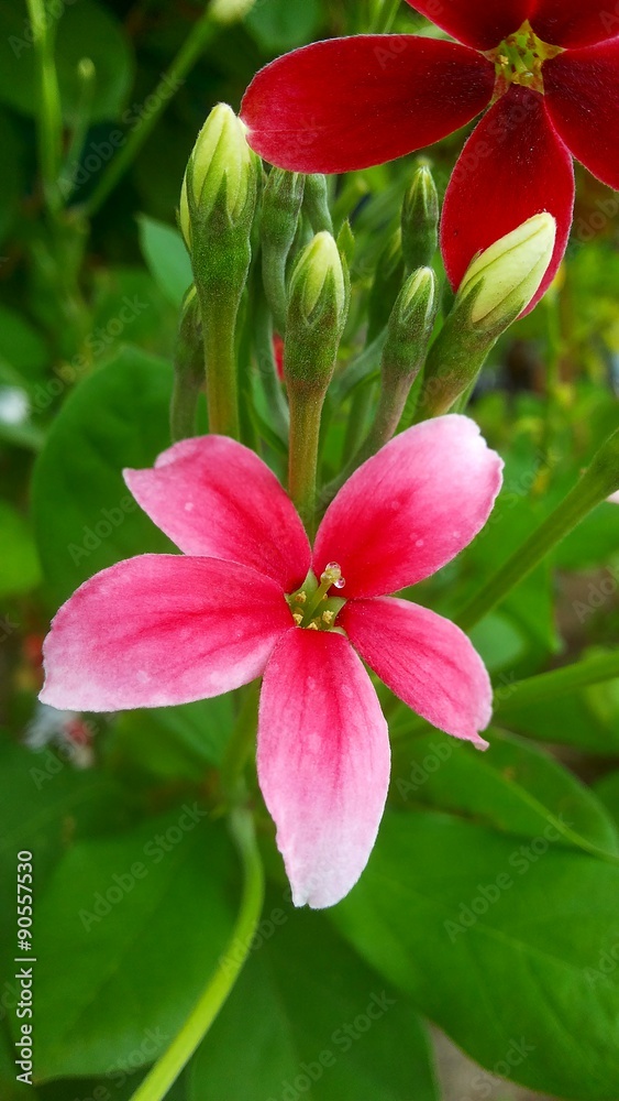 Pink flower Pink flower