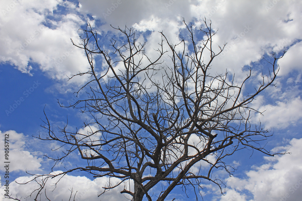 Dead tree on The blue sky
