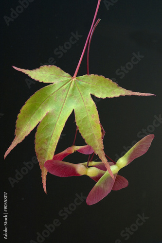 Faecherahorn; gruener, Acer, palmatum, Osakazuki, photo
