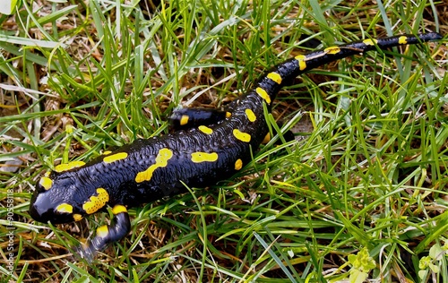 Salamandra, in giallo e nero © effe64