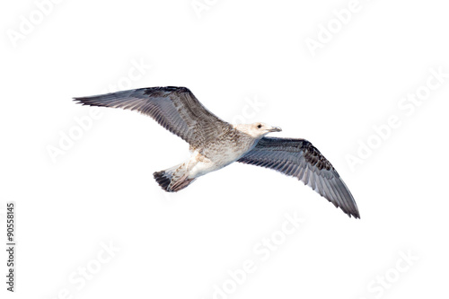 Seagull on isolated white background