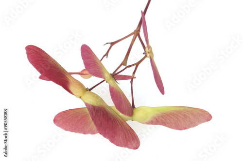 Faecherahorn; gruener, Acer, palmatum, Osakazuki, photo