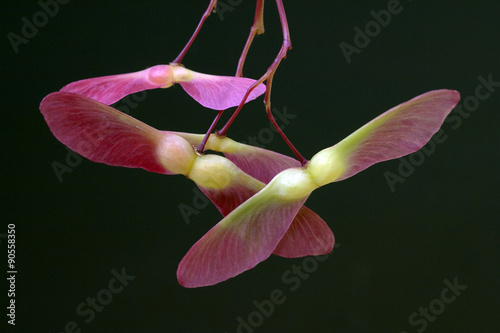 Faecherahorn; gruener, Acer, palmatum, Osakazuki, photo