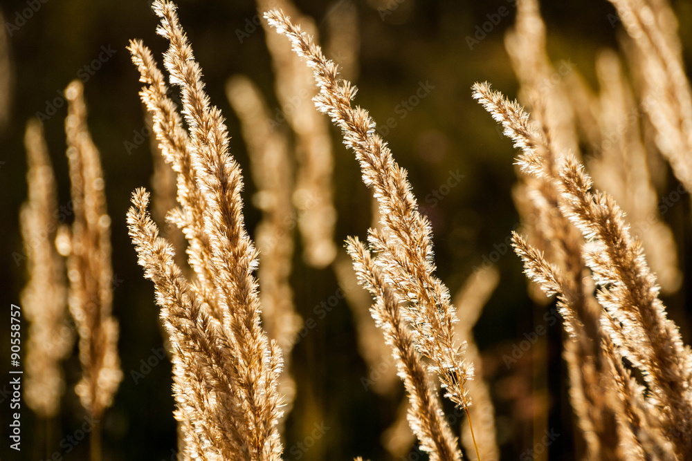 Grass spikelet on the field at sunset Grass spikelet on the field at sunset