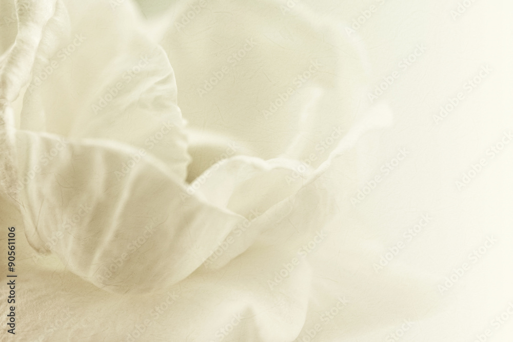 sweet color rose petal in soft and blur style on mulberry paper texture
sweet color rose petal in soft and blur style on mulberry paper texture