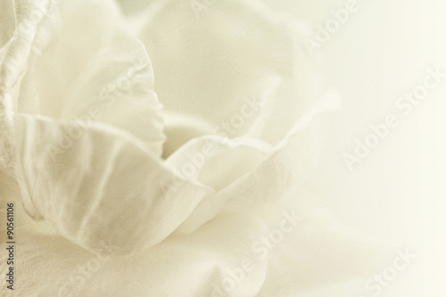 sweet color rose petal in soft and blur style on mulberry paper texture
