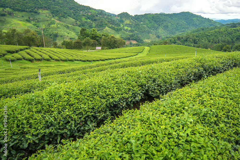 beautiful green tea field at doi mea salong beautiful green tea field at doi mea salong