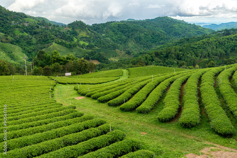 beautiful green tea field at doi mea salong