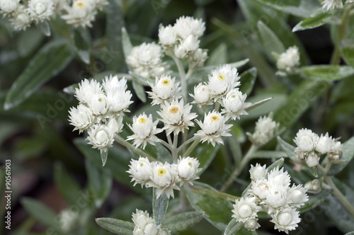 Perlkoerbchen, Anaphalis, triplinervis, Sommerblumen, photo