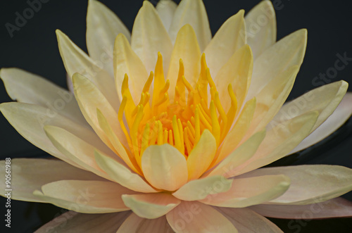 lotus flower