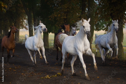 Galloping horses