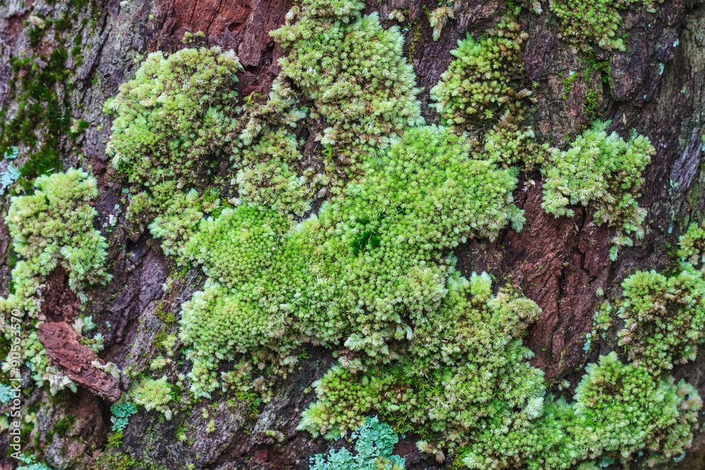tree trunk with moss tree trunk with moss