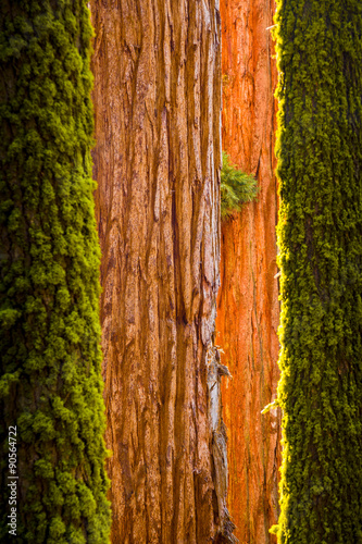 Giants Sequoia Tree Abstract
