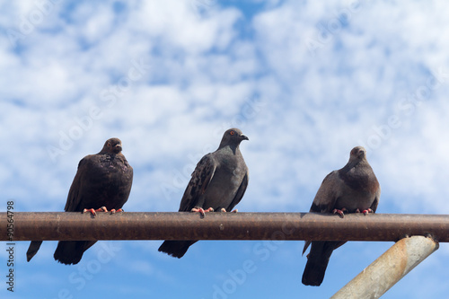 three pigeon perch on a Rack with clear blue sky