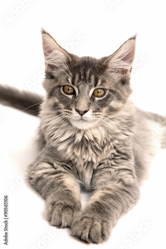 Chaton Maine Coon