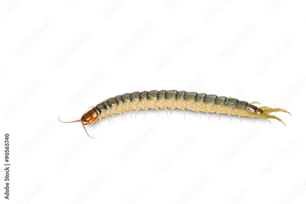 Close up head and tail of Centipede Close up head and tail of Centipede