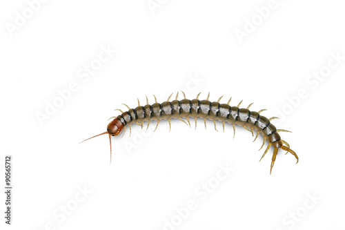 Close up head and tail of Centipede