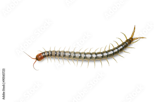 Close up head and tail of Centipede