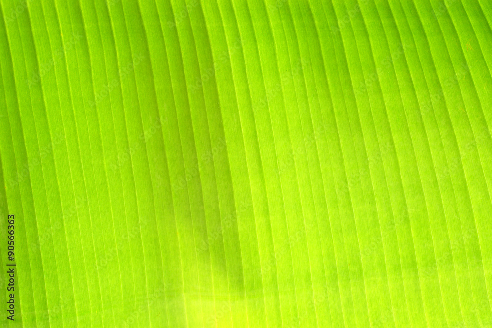leaf green banana background leaf green banana background