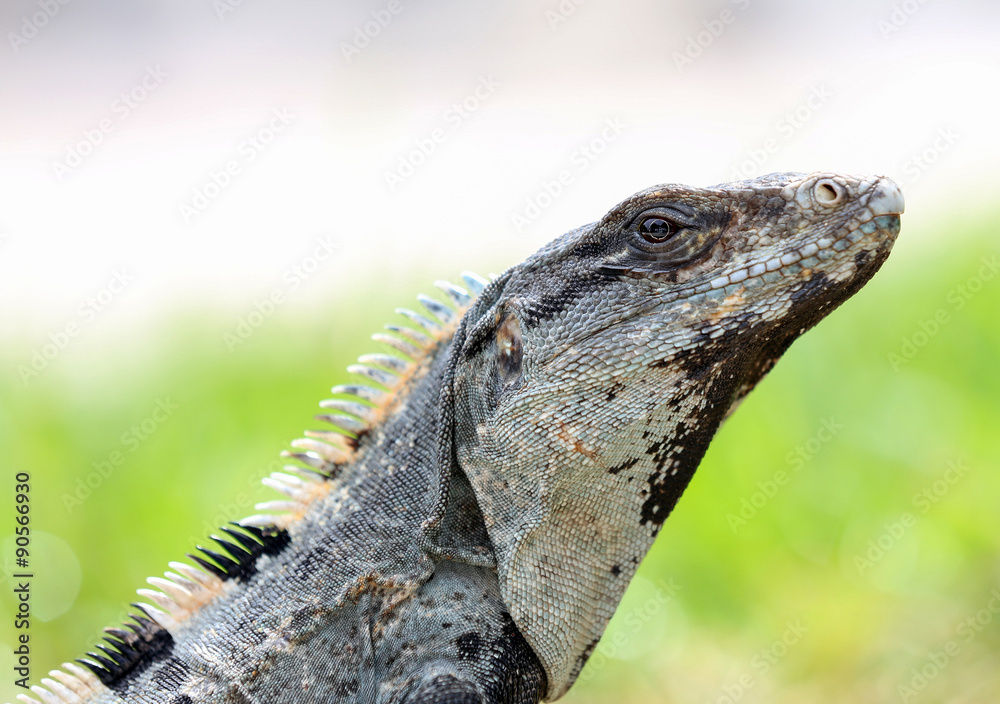 Fototapeta premium Spiny Tailed Iguana