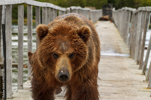 Brown bears. Kurilskoe Lake. Kamchatka. Russia photo