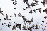 Masses Pigeons birds flying in the blue sky