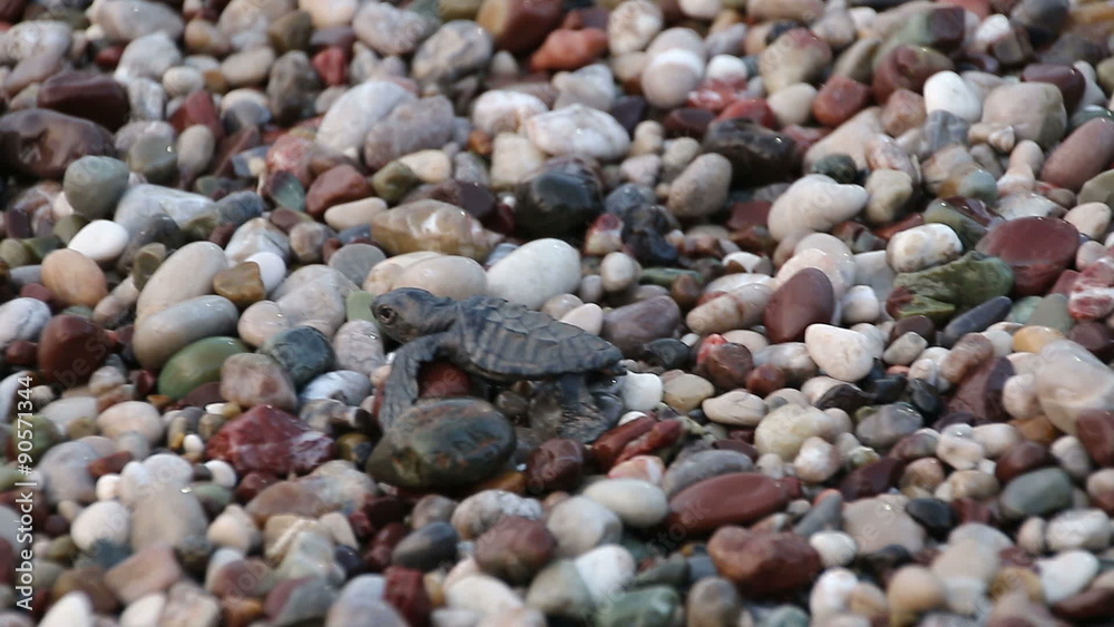 Turtle baby crawls to the sea. Cirali, Turkey. Turtle baby crawls to the sea. Cirali, Turkey.