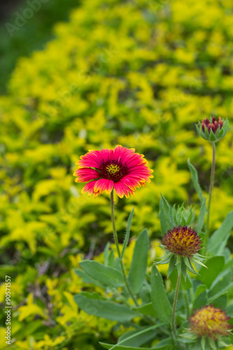 Gaillardia pulchella flower in gardent on green background