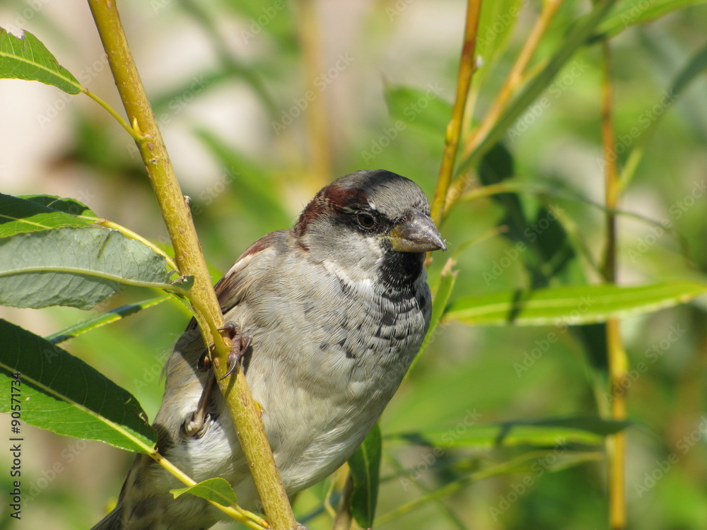 Fototapeta premium Воробей 