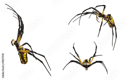 Black and yellow spiders isolated on white.