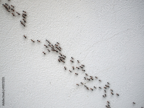 Group of ants following each other in a chain