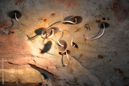 Poisonous mushrooms growing on the wall of the cave photo