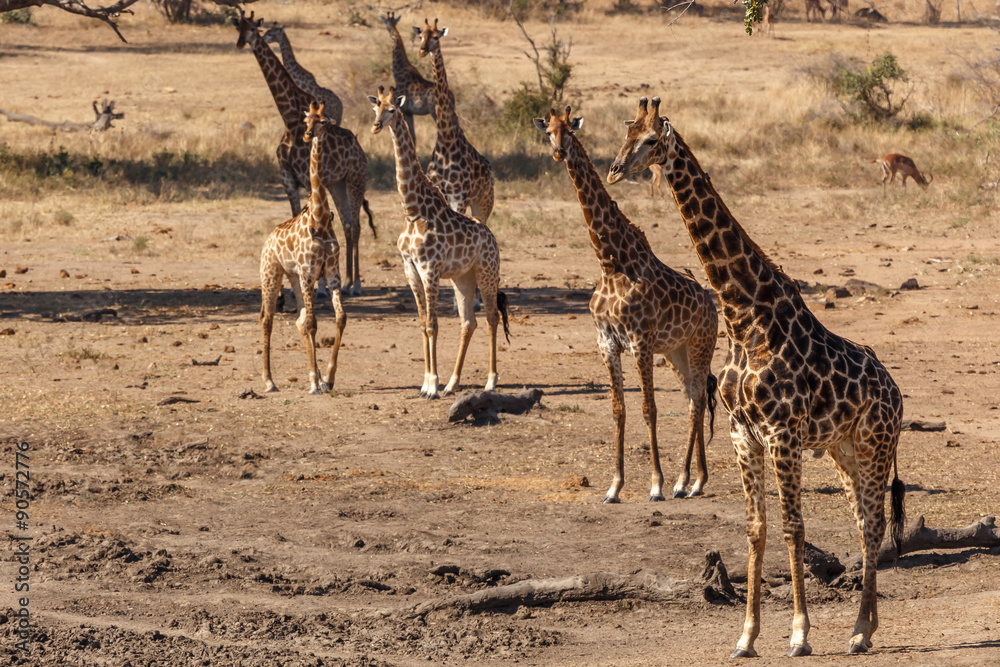 Obraz premium Giraffes Kruger National Park
