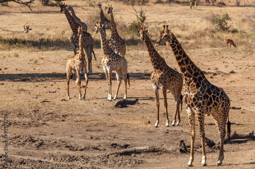 Giraffes Kruger National Park #90572776