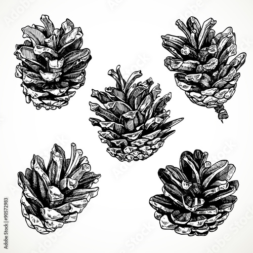 Sketch drawing pine cones on white background