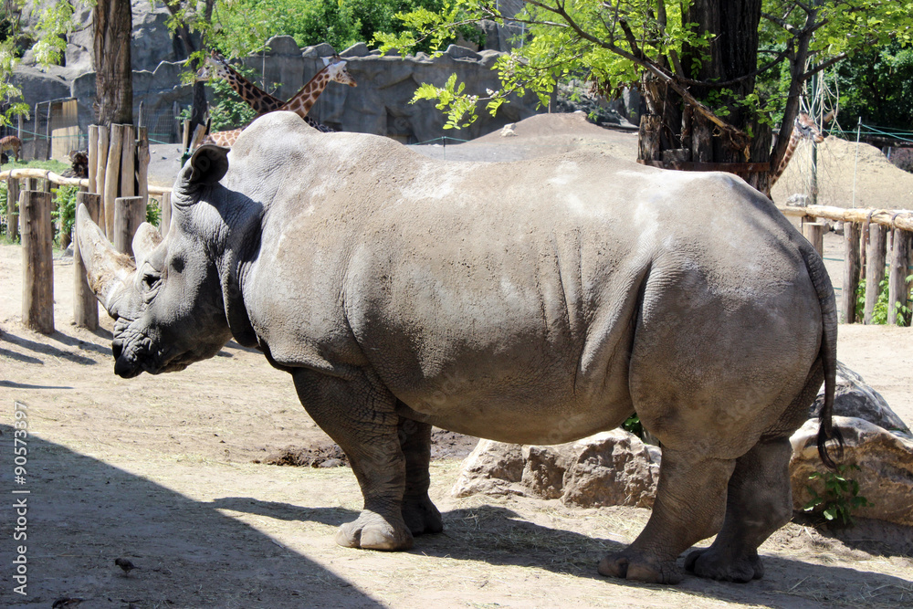 Obraz premium zoo