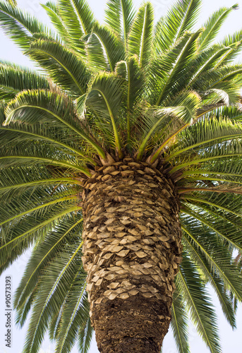 palm tree close up in the summer time.