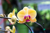 Phalaenopsis,Moth Orchid flowers,beautiful with yellow flowers o