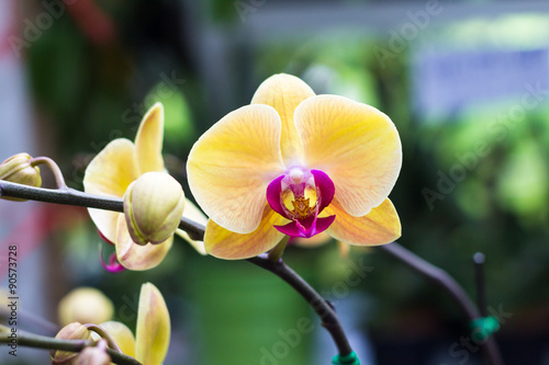 Fototapeta Naklejka Na Ścianę i Meble -  Phalaenopsis,Moth Orchid flowers,beautiful with yellow flowers o