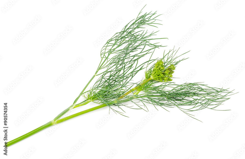 Fennel isolated Fennel isolated