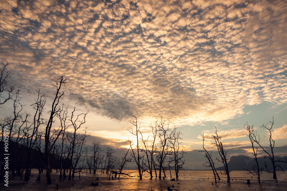 Dead trees and muddy beach at sunset Dead trees and muddy beach at sunset