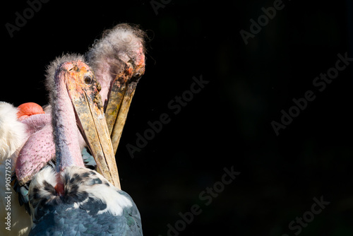 Marabou stork photo