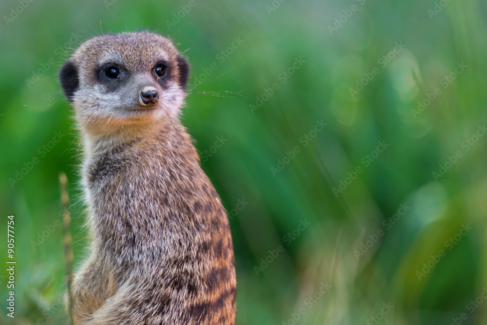 Fototapeta premium Suricata suricatta