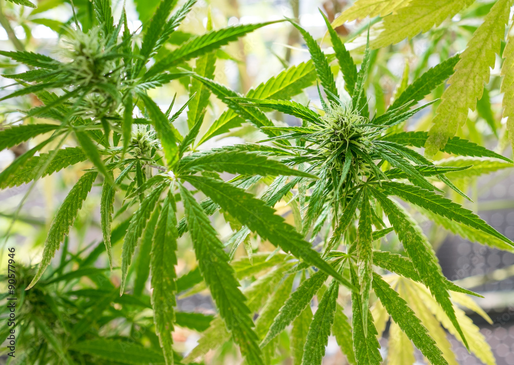 Hanfpflanze Cannabis